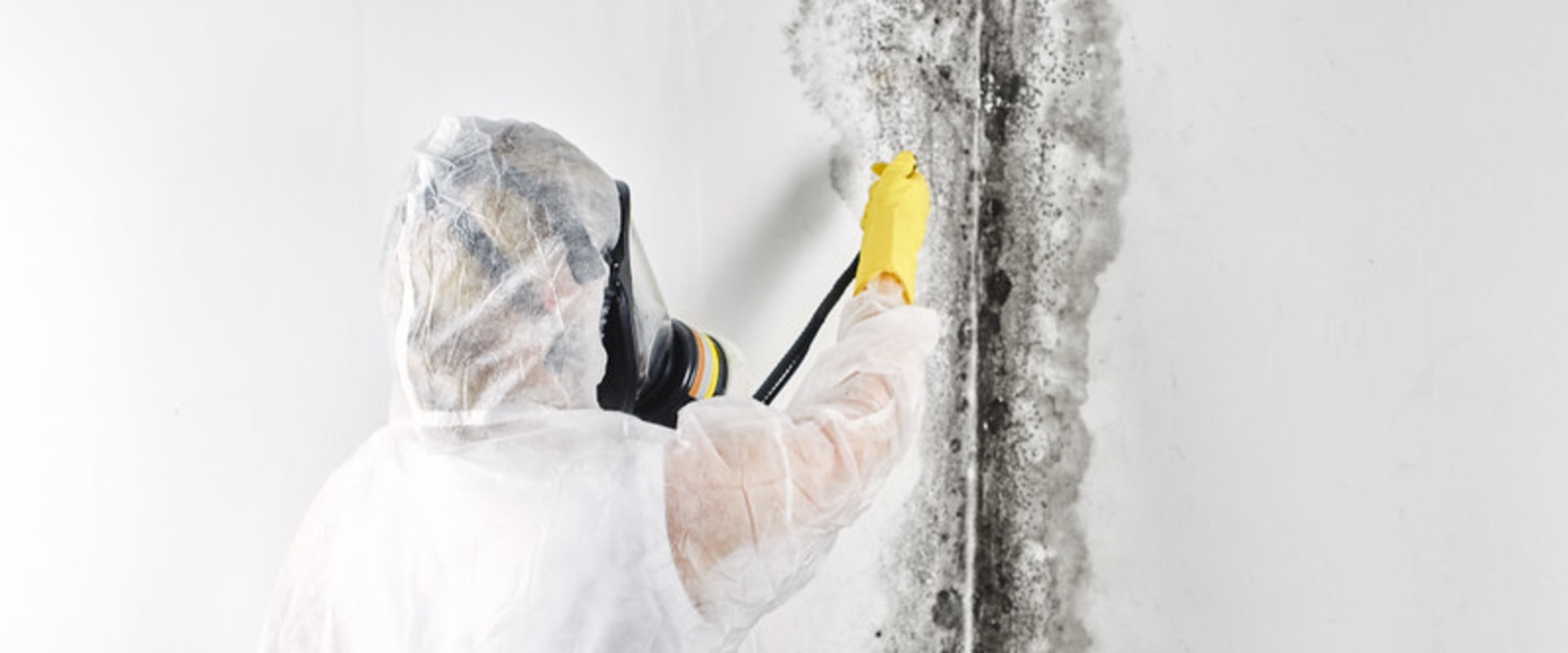 Preparing For A Successful Remodel: The Importance Of Mold Removal In Philadelphia