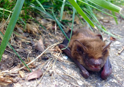 Rocklin Homeowners: How To Deal With Bat Infestations When Remodeling